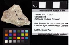 Foto (Objket + Etiketten) von Pithonoton sp. 